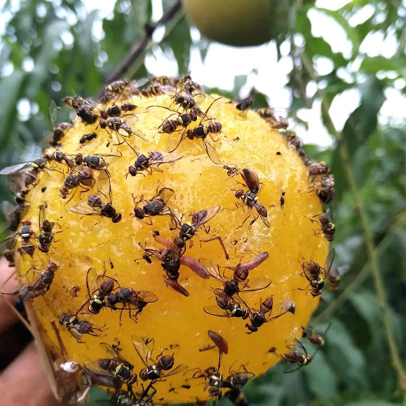 10x Pièges Sphère Adhésifs pour Mouches et Insectes Volants - Résistants aux Intempéries